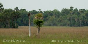Josh Manring Photographer Decor Wall Art -  Florida Birds Everglades -19.jpg
